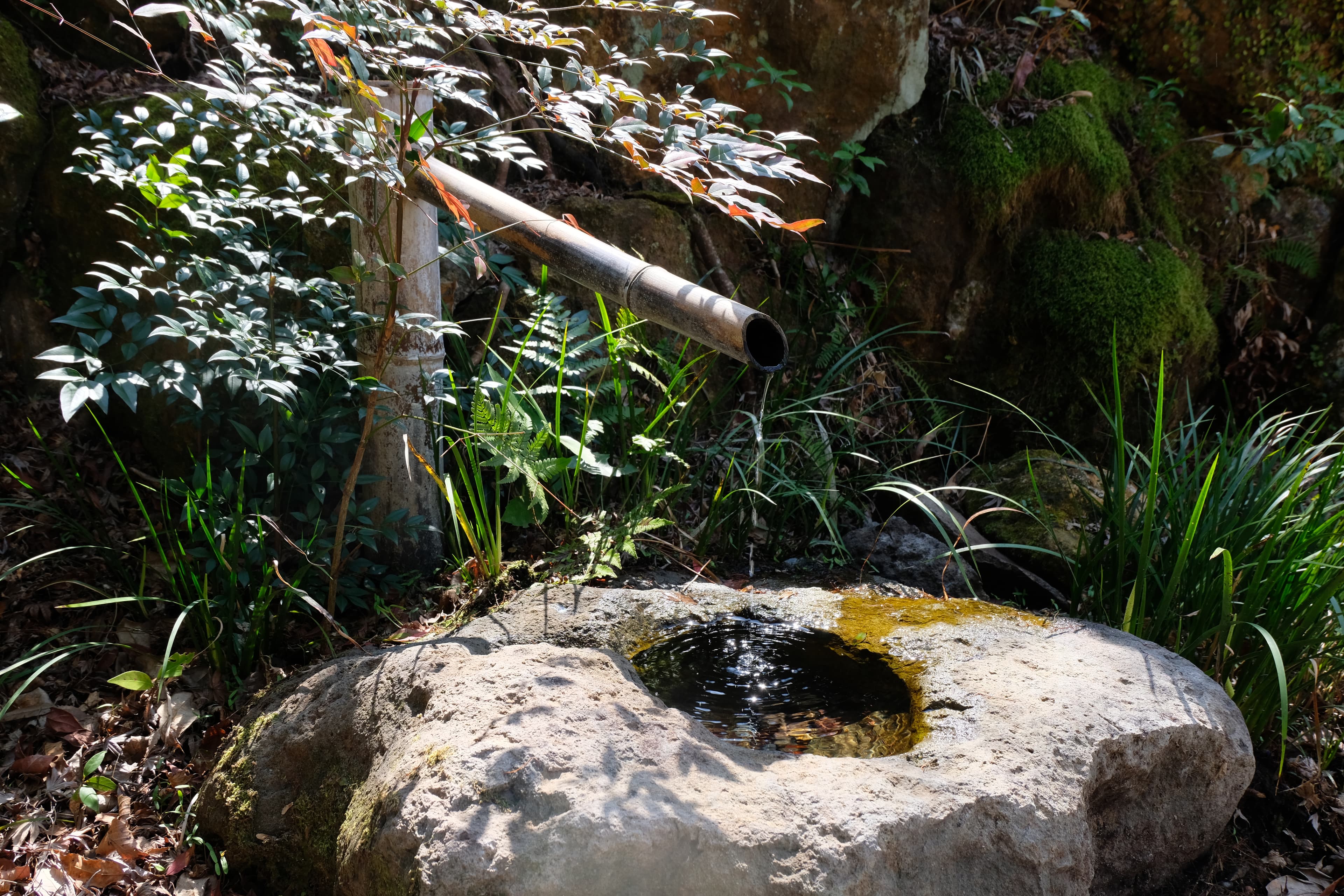 八女抹茶の産地、茶景色 3