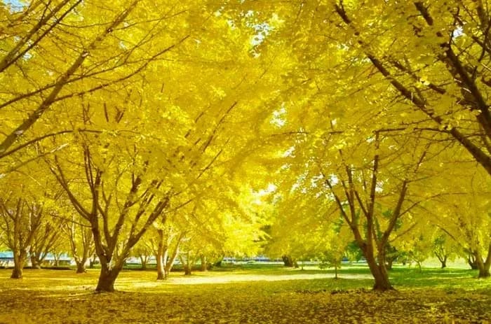 ดงต้นแปะก๊วยไทบารุที่ใบเปลี่ยนเป็นสีเหลืองทองทั้งผืน พื้นปกคลุมด้วยใบไม้สีทอง