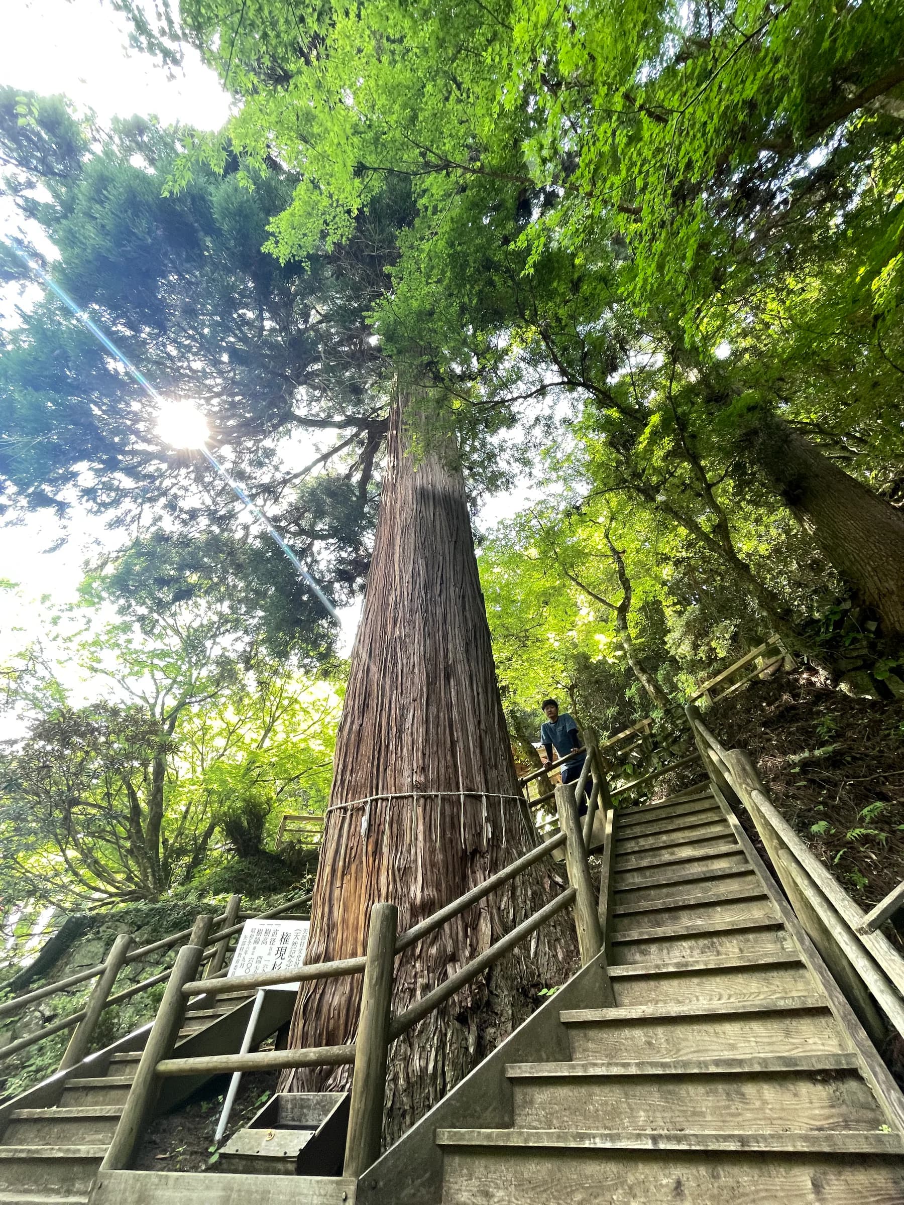 ต้น Gongen Sugi ขนาดใหญ่และบันไดในบริเวณศาลเจ้า Yametsuhime
